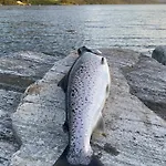 Malangen Arctic Sealodge 10 بيت للعطل