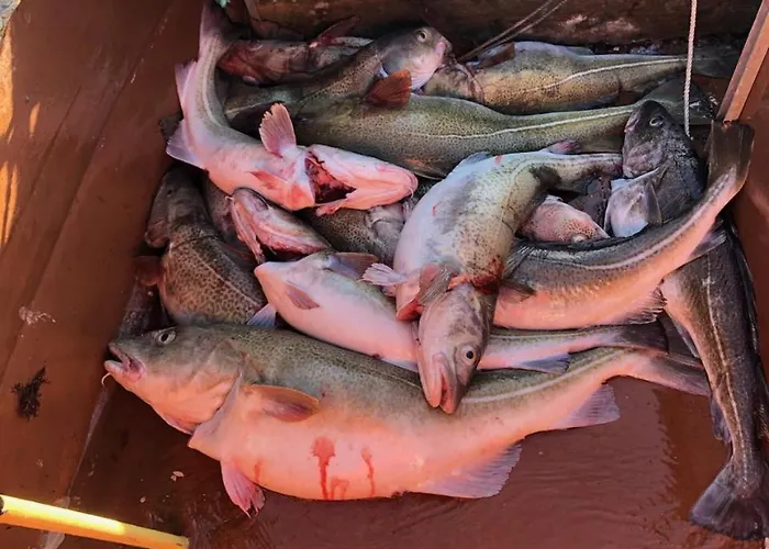 Malangen Arctic Sealodge 10 * Mestervik