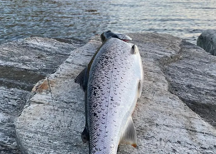 Malangen Arctic Sealodge 10 Tatil Evi