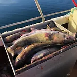 Casa de Férias Malangen Arctic Sealodge 10 Mestervik